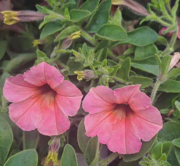 petunia-peach-105cm-kruka-1