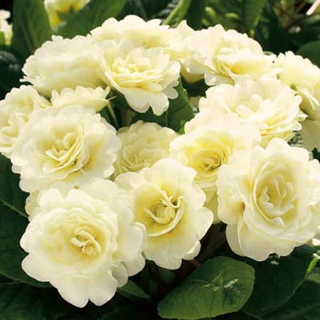 jordviva-belarina-cream-12cm-kruka-2