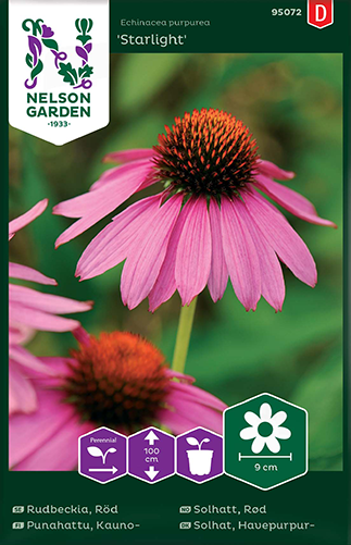 rudbeckia-starlight-1