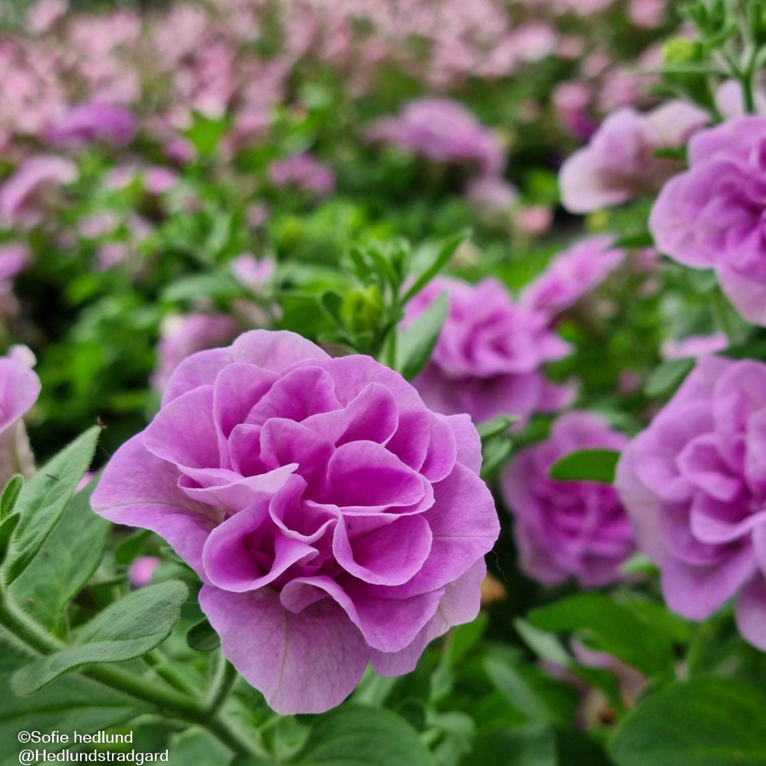 petunia-sugar-candy-105cm-kruka-1