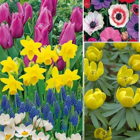 Kollektion blommande lök '100 Days Flowering', storpack 65st