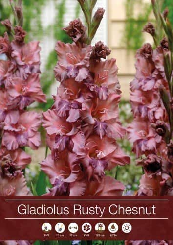 gladiolus-rusty-chesnut-7st-1