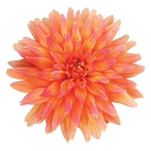 sommardahlia-megaboom-orange-crush-1