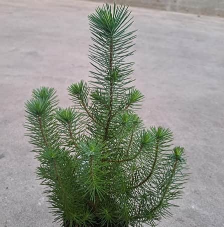 pinje-silver-crest-105cm-kruka-1