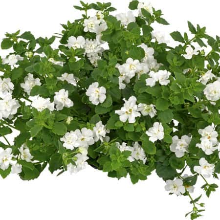 snflinga-scopia-double-snowball-105cm-kruka-1