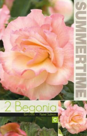 begonia-picotee-pastel-salmon-2st-1