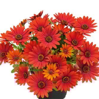 stjrnga-summersmile-sangria---3-plantor-1