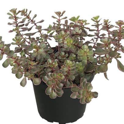 kaukasiskt-fetblad-dragons-blood-12cm-kruka-1