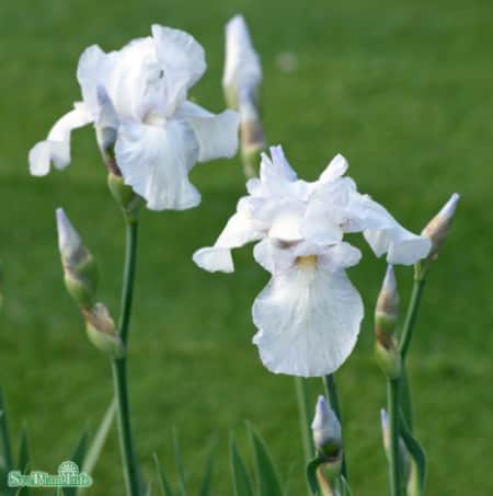 trdgrdsiris-english-cottage-1st-barrotad-1