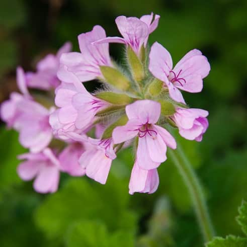 doftpelargon-attar-of-roses-3-st-sticklingar-1