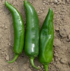 Chili ’Jalapeno’ yrkesodlarfrö