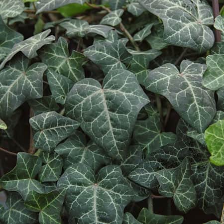 murgrna-modern-times-12cm-kruka-1