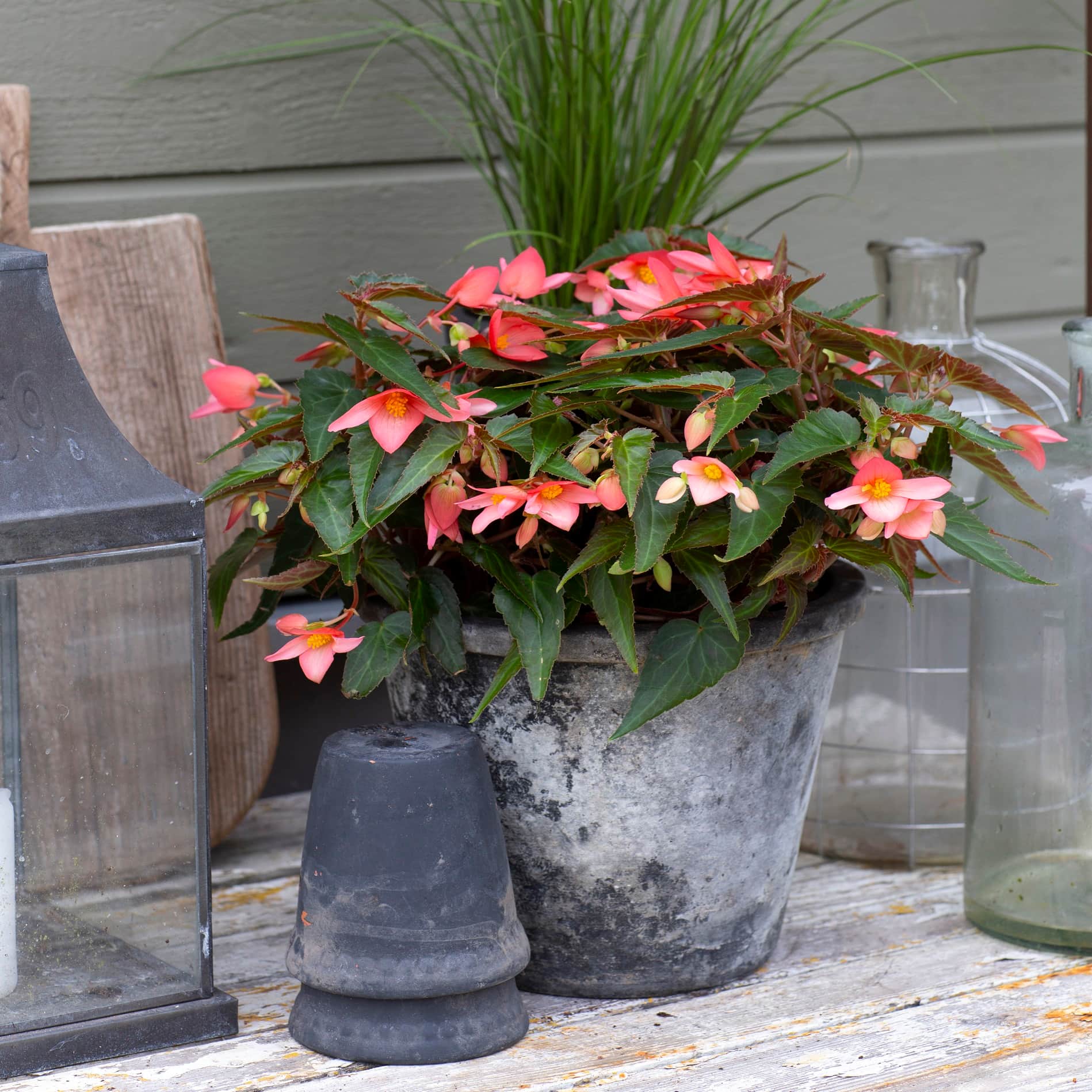 boliviabegonia-summerwings-rosa-1