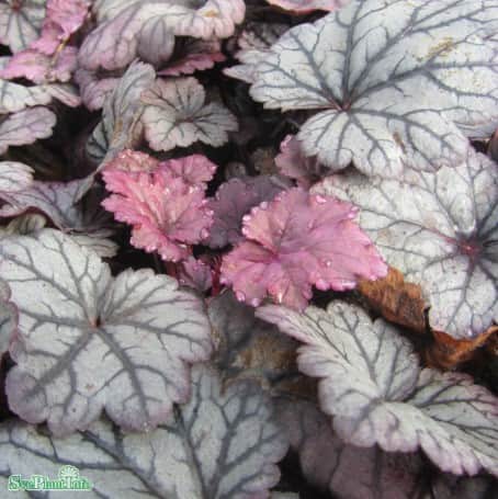 alunrot-sugar-plum-12cm-kruka-1