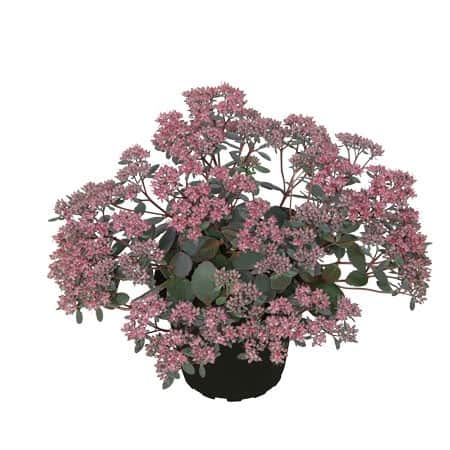 sedum-red-canyon-12cm-kruka-1