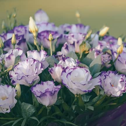 prrieklocka-misty-blue---3-plantor-1