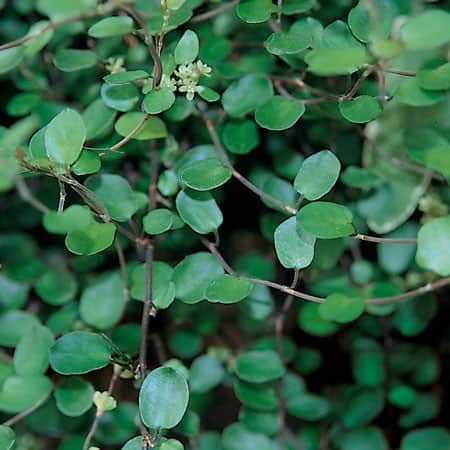 slideranka-12cm-kruka-1