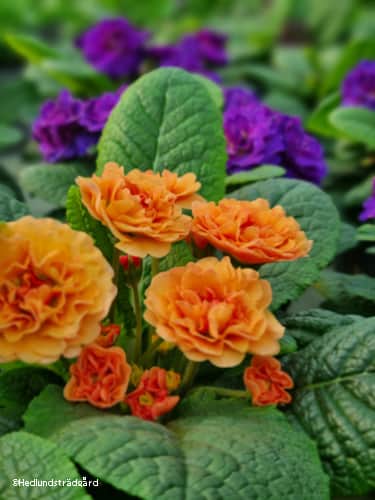 jordviva-belarina-sweet-apricot-12cm-kruka-3