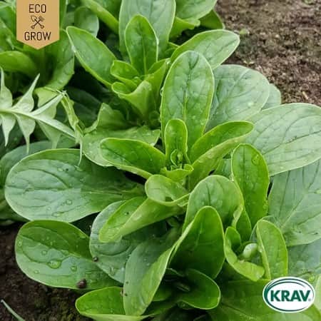 vintersallat-grote-noordhollandse-krav-mrkt-1