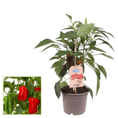 krukpaprika-pick-joy-red-12cm-kruka-1