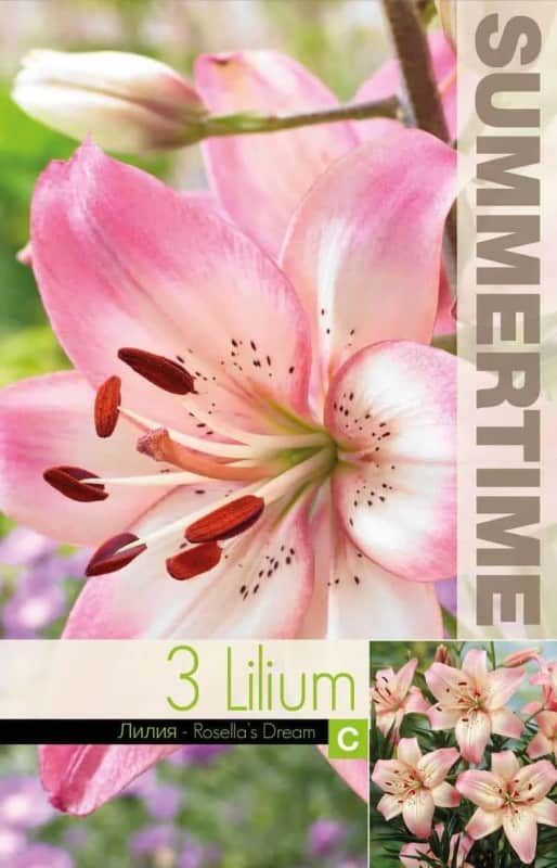 lilja-rosellas-dream-3st-1