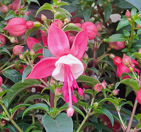 fuchsia-bella-evita-105cm-kruka-1