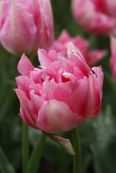 dubbel-tidig-tulpan-peach-blossom-5st-1