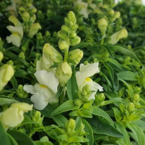 lejongap-white-12cm-kruka-1