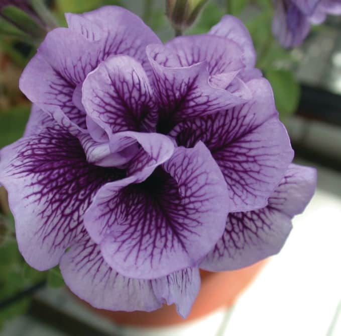 petunia-viva-double-purple-vein---3-plantor-1