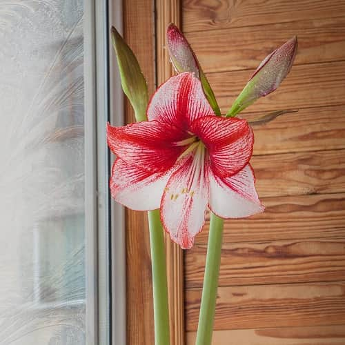 amaryllis-charisma-1st-3