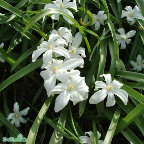 vrstjrna-alba-25st-1