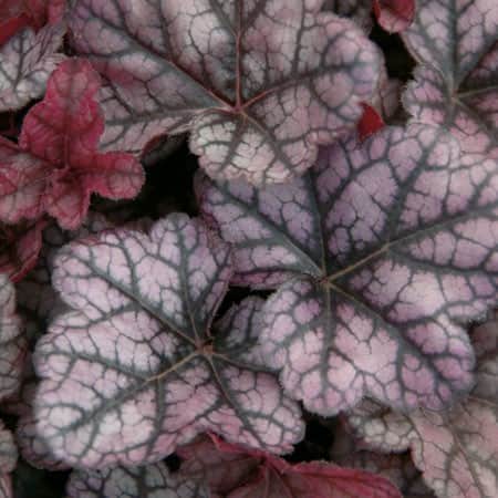 alunrot-little-prince-12cm-kruka-1