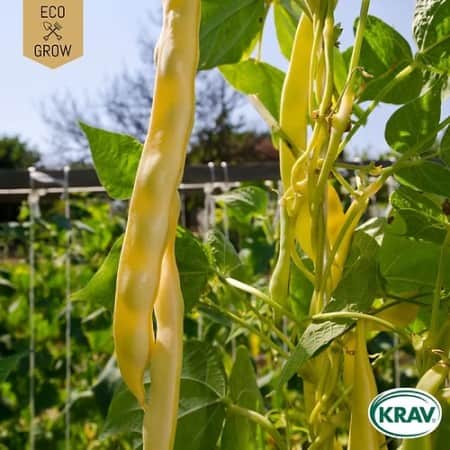 strvaxbna-golden-gate-krav-mrkt-1