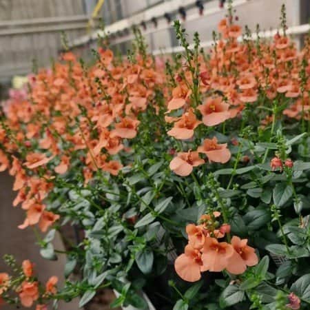 tvillingsporre-piccadilly-salmon-105cm-kruka-1