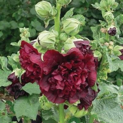 stockros-chaters-double-purple-1