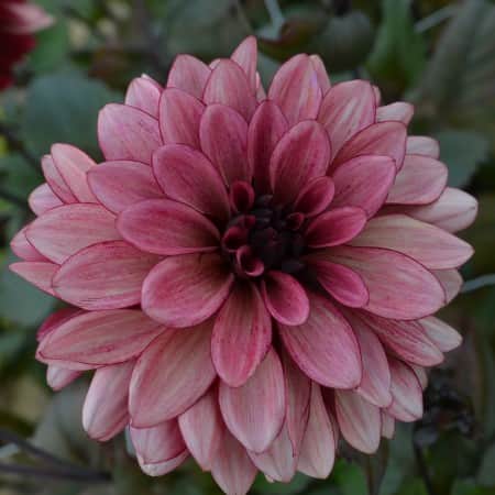 dekorativ-dahlia-night-silence-1st-1