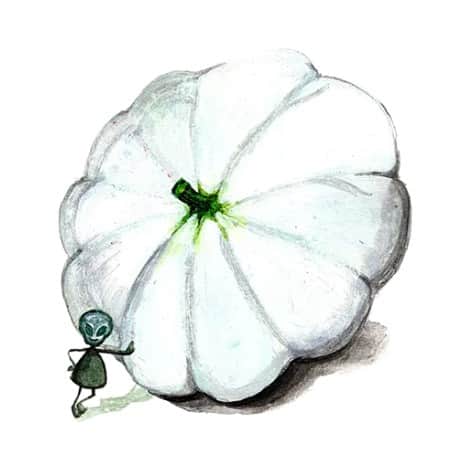 vintersquash-custard-white-svenskodlat-fr-1