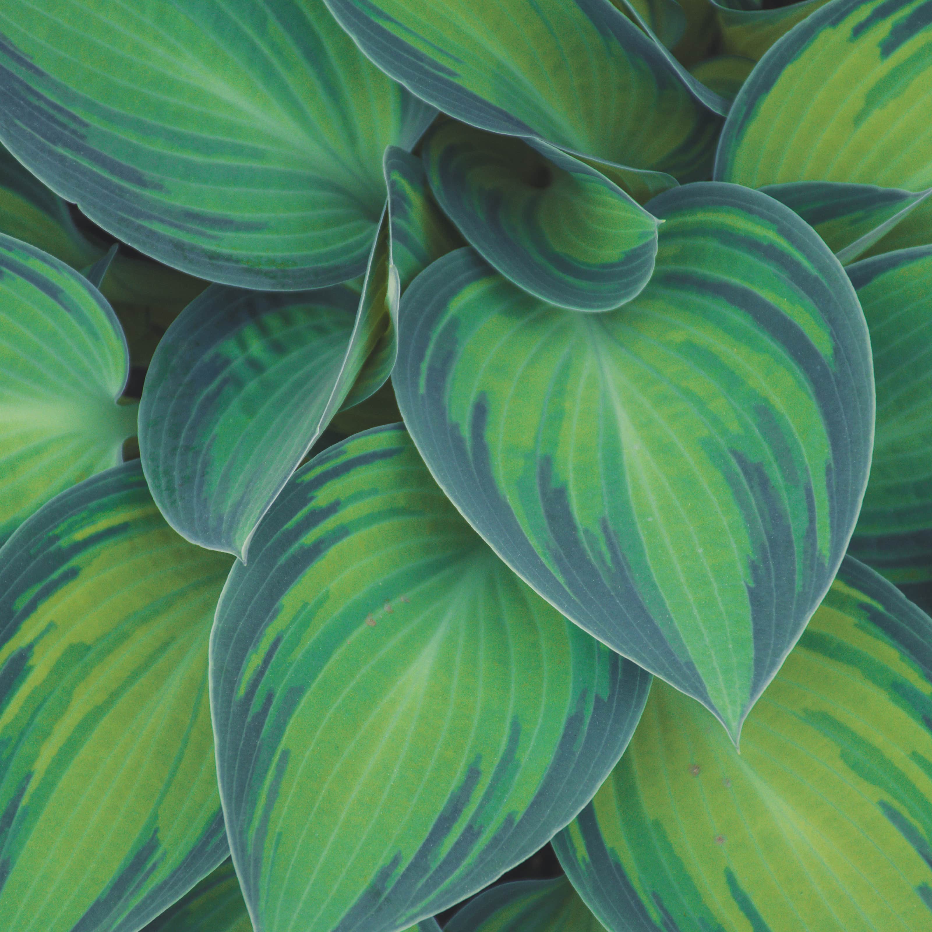 hosta-blue-circle-1st-barrotad-1