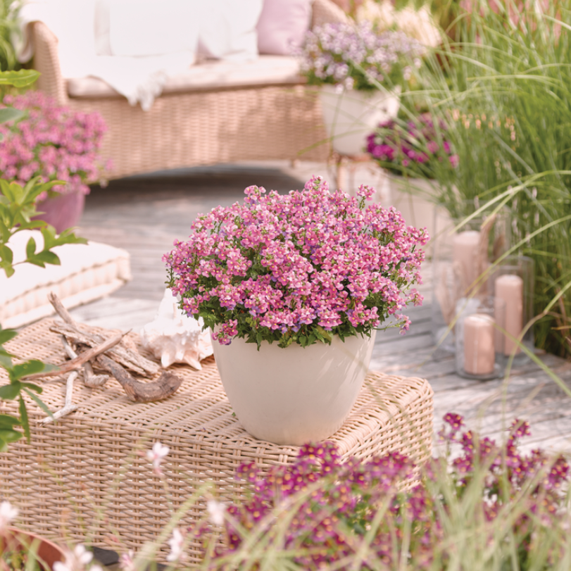 nemesia-nuvo-rose-12cm-kruka-2