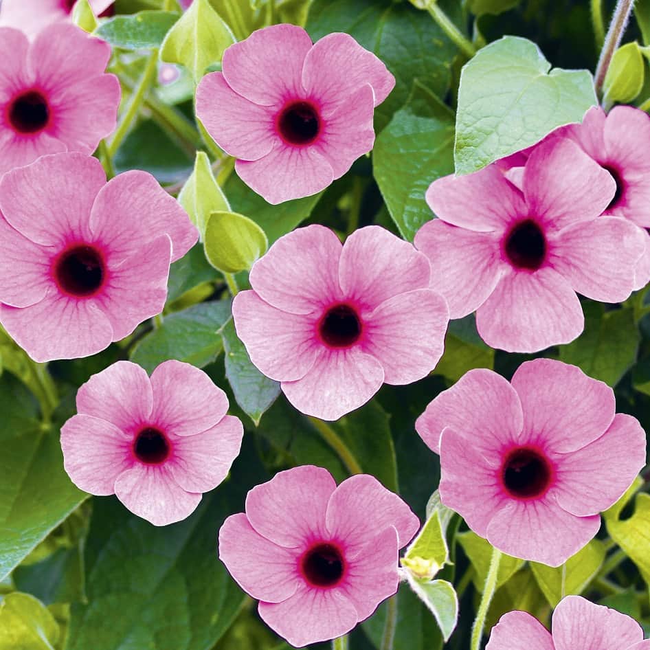 svartga-rose-sensation---3-plantor-1