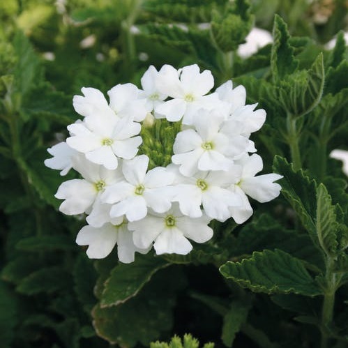 Trädgårdsverbena ’Vepita Polar’ 10,5cm kruka