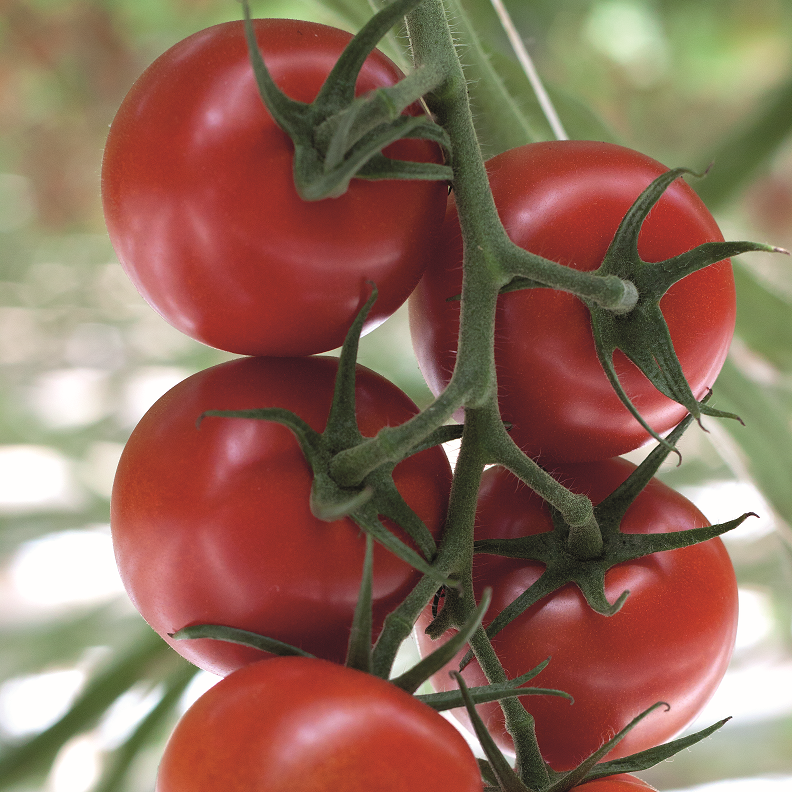 tomat-klassiskt-rund-avalantino-f1-yrkesodlar-1