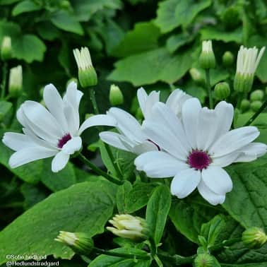 cineraria-senetti-new-white-12cm-kruka-1