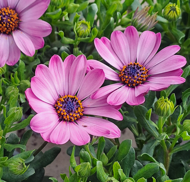 stjrnga-rose-105cm-kruka-2