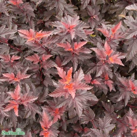 smllspirea-little-angel-3-35-l-1