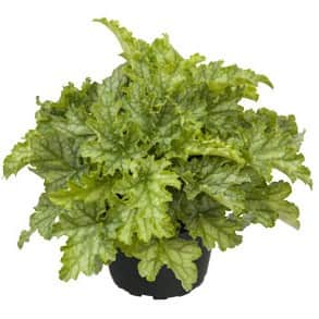 alunrot-lime-swizzle-12cm-kruka-1