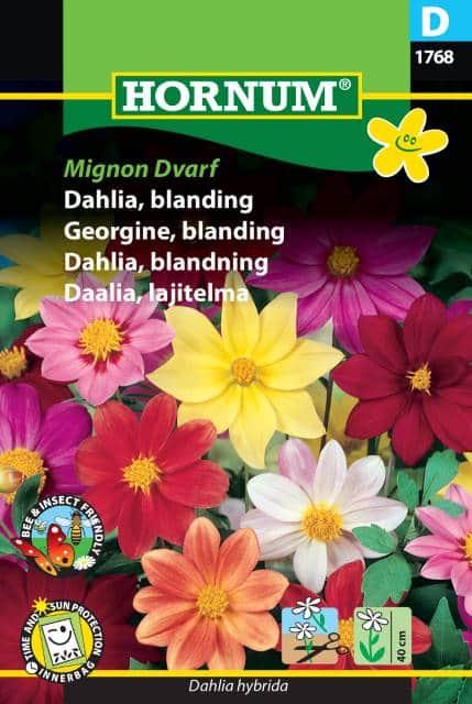 sommardahlia-mix-mignon-dwarf-1