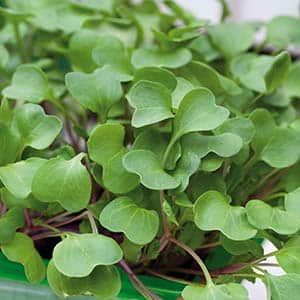 micro-leaf-bladrdisa-2