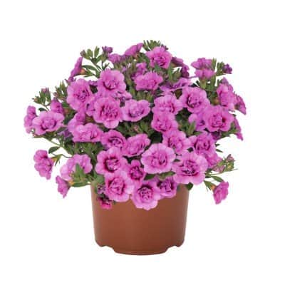 minipetunia-aloha-double-soft-pink---3-planto-1