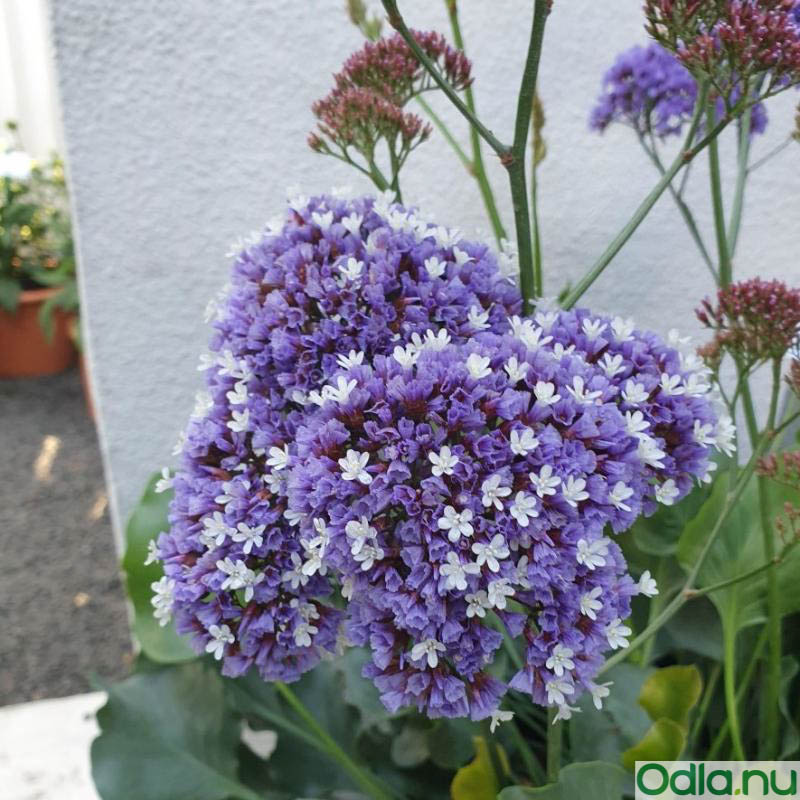 Heliotroprisp ’Purple Parachute’ 10,5cm kruka